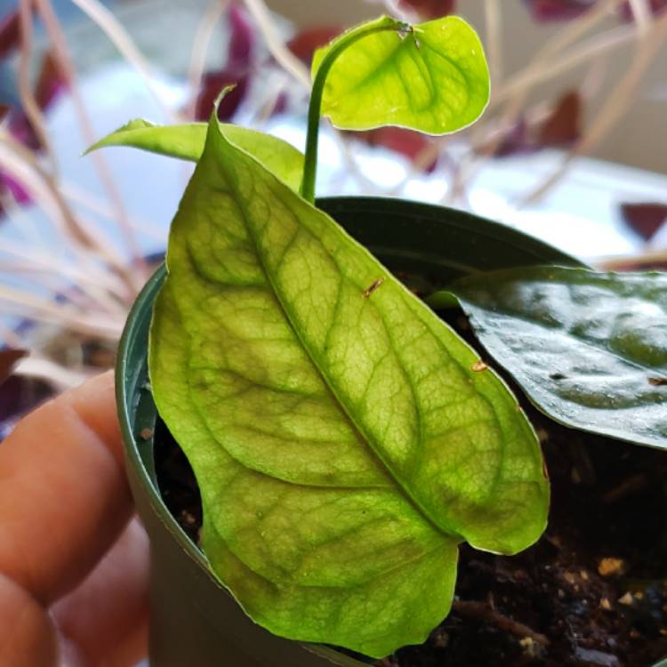 plant image 1406869