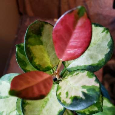 Hoya Australis 'Lisa'