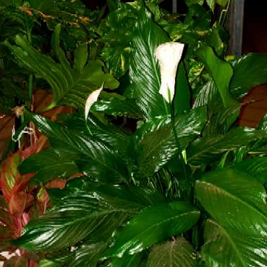 Spathiphyllum wallisii