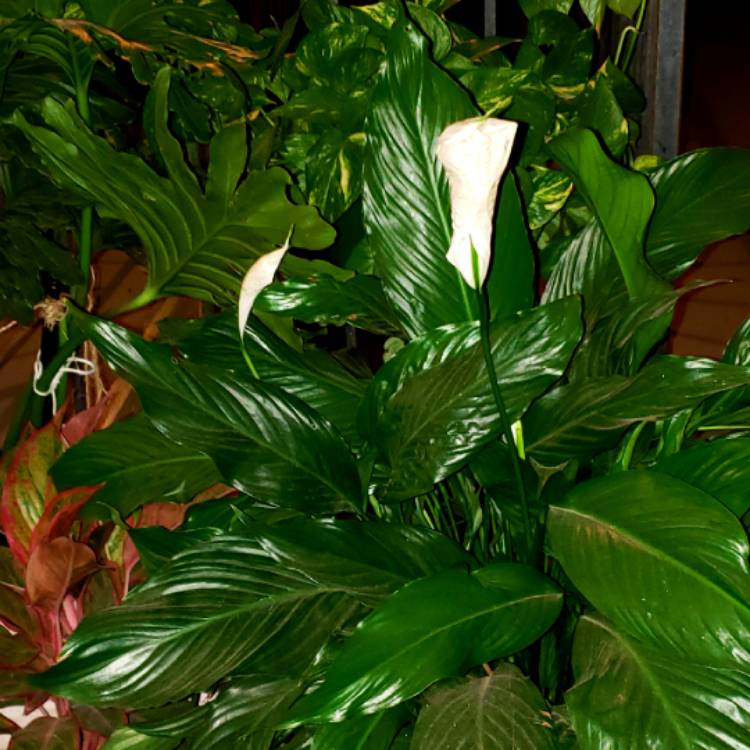 plant image 1412143