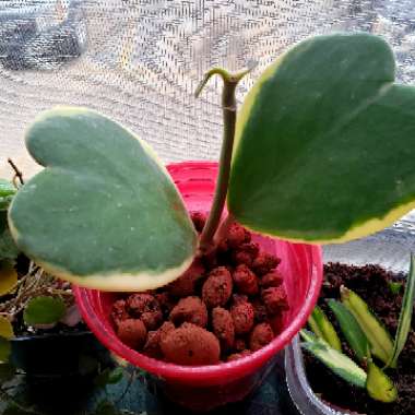 Hoya Kerrii Variegata