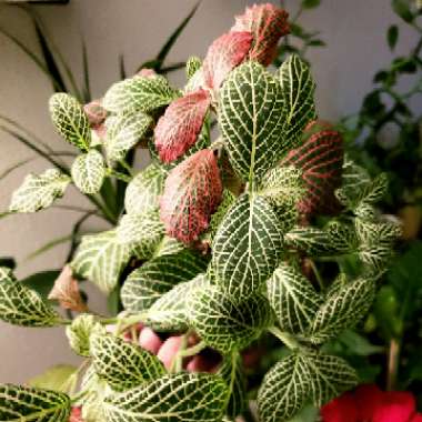 Fittonia albivenis var. Verschaffeltii
