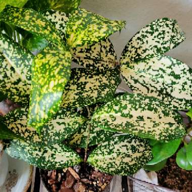 Dracaena 'Florida Beauty'