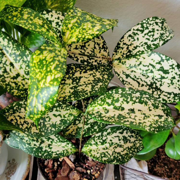 plant image 1426527