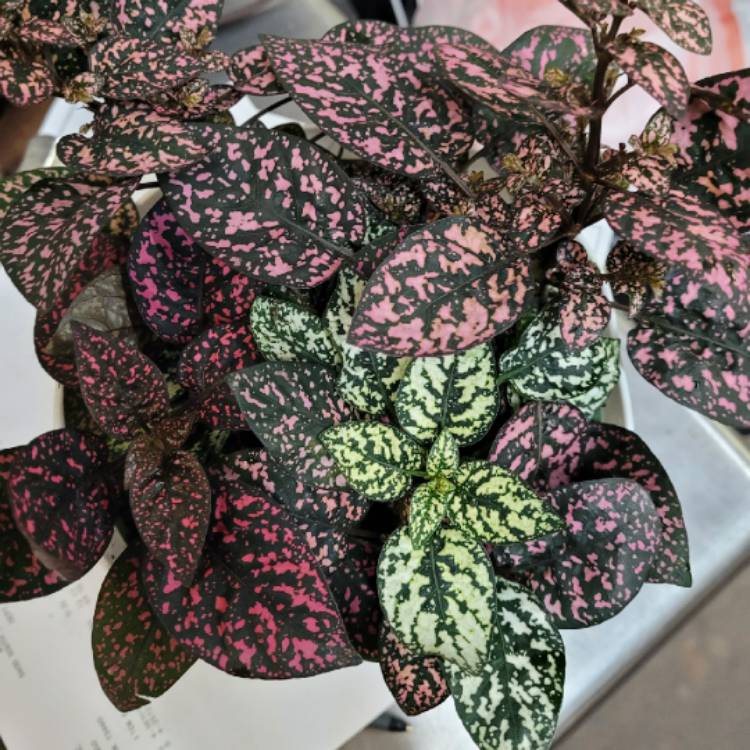 plant image 1434121