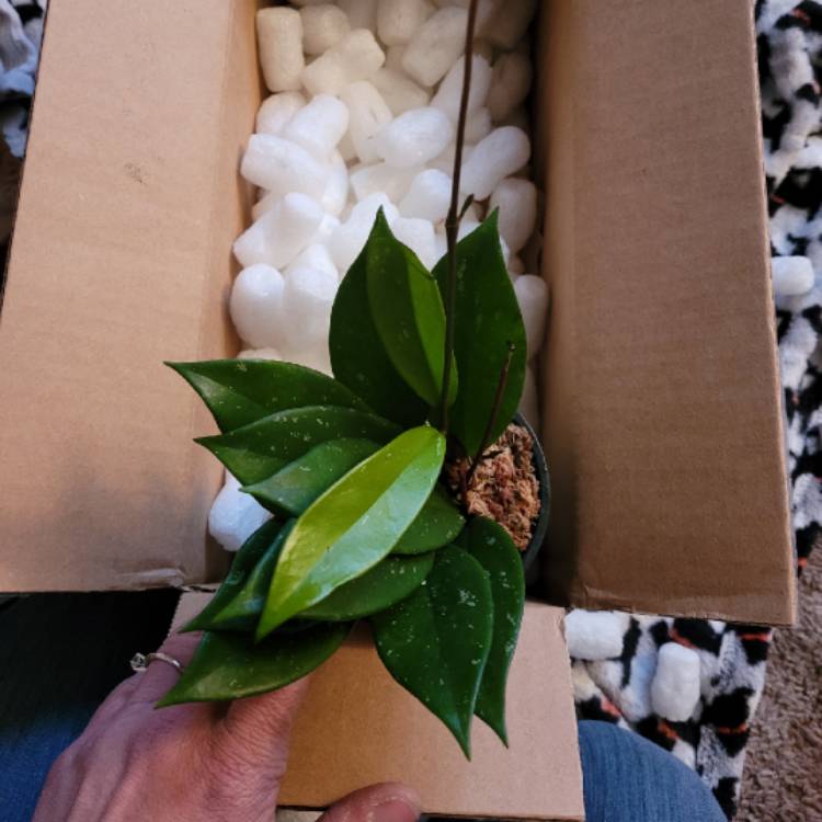 Plant image Hoya pubicalyx 'Red Buttons'