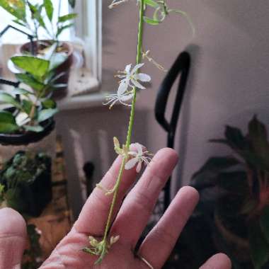 Chlorophytum comosum 'Variegatum'