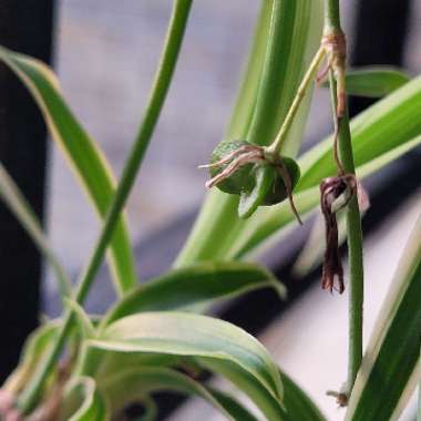 Chlorophytum comosum 'Variegatum'
