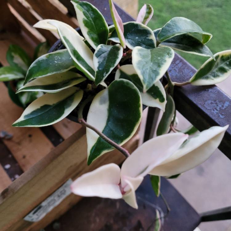 plant image 1500411