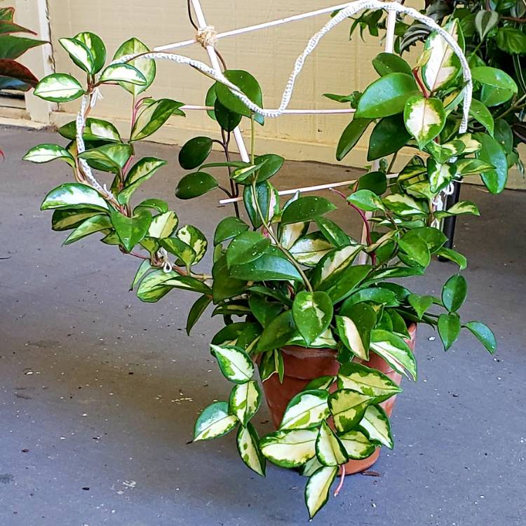 Plant image Hoya Carnosa Krimson Princess