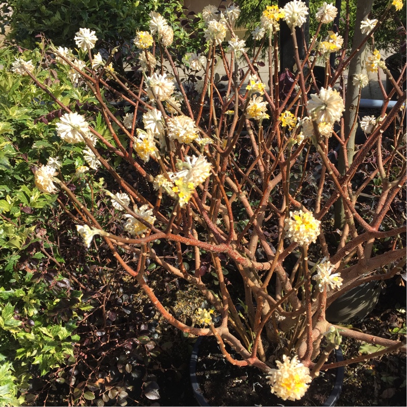 Edgeworthia chrysantha