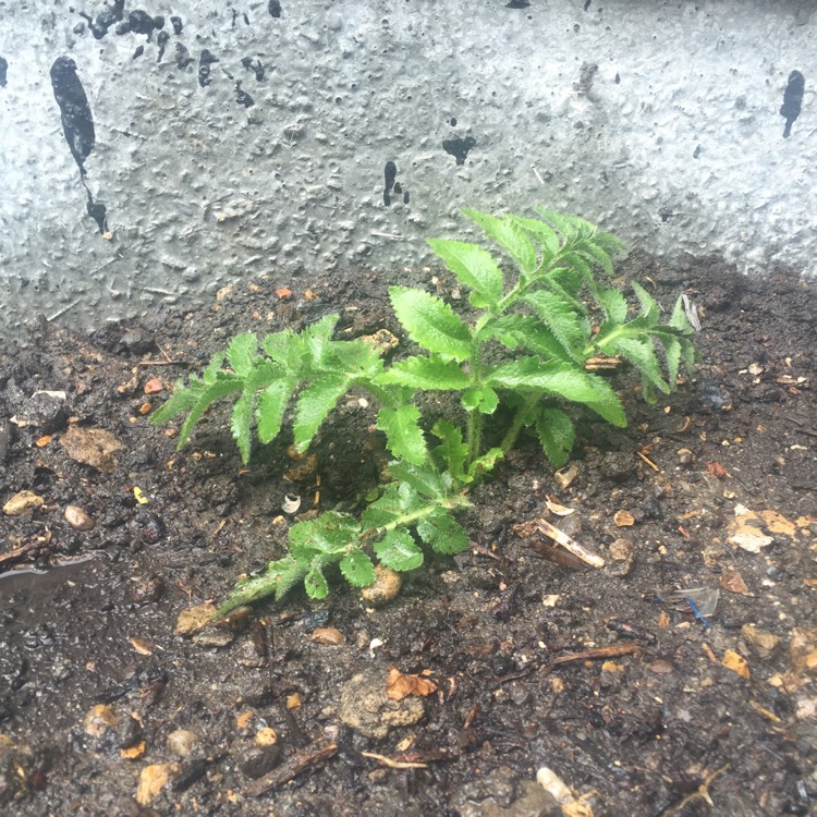 plant image 365058
