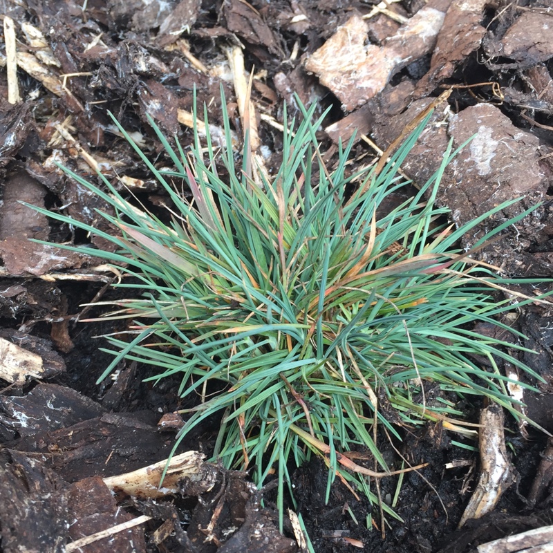 Plant image Koeleria Glauca