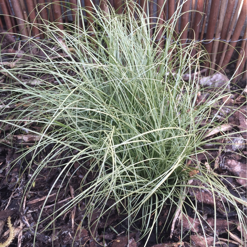 Plant image Carex comans 'Frosted Curls'
