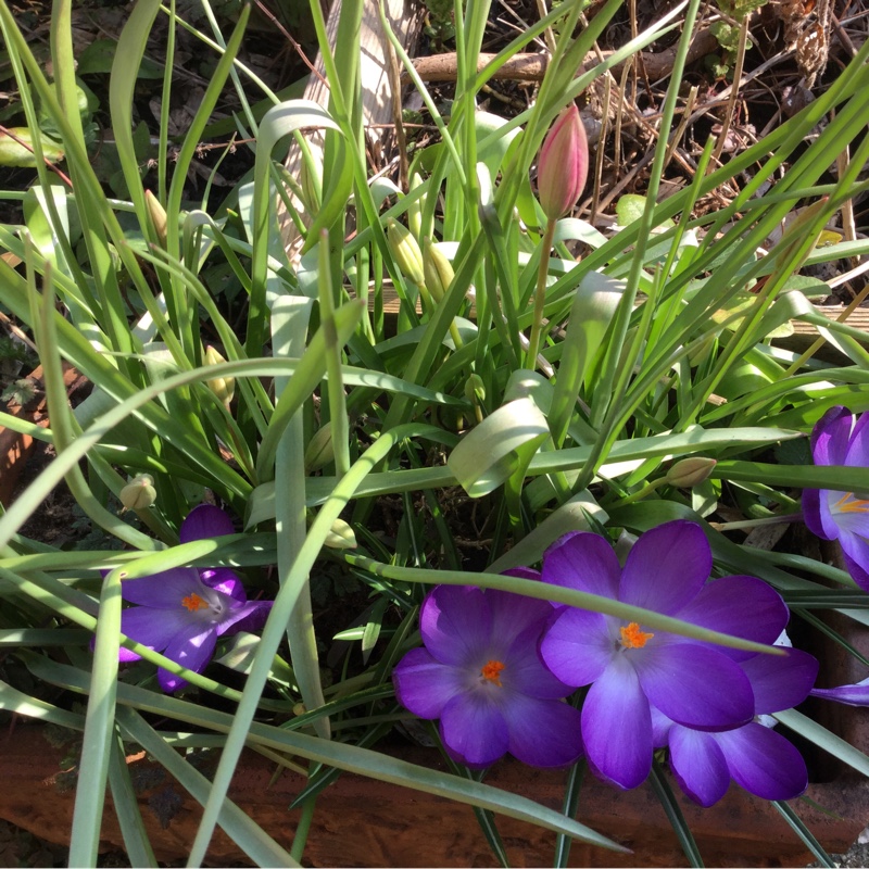 Hilary's garden