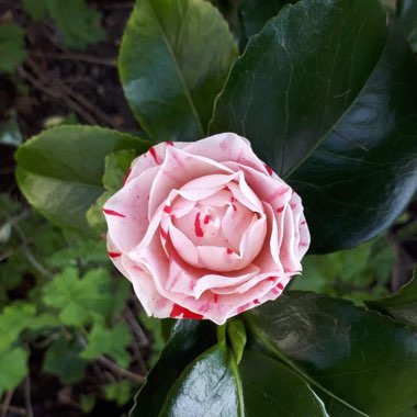 Hilary's garden