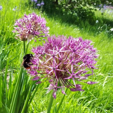 Allium (Species) Purple Flowered Onion