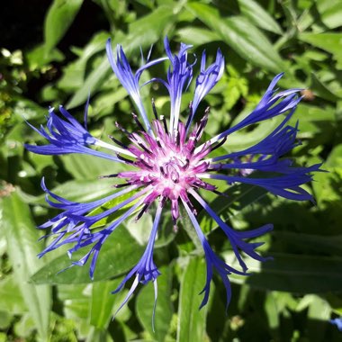 Cornflower 'Trailing Blue Carpet'