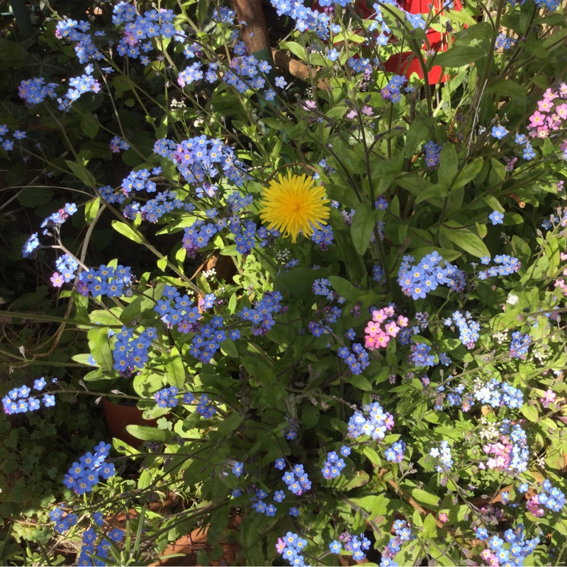 Hilary's garden