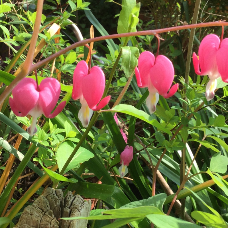 Hilary's garden