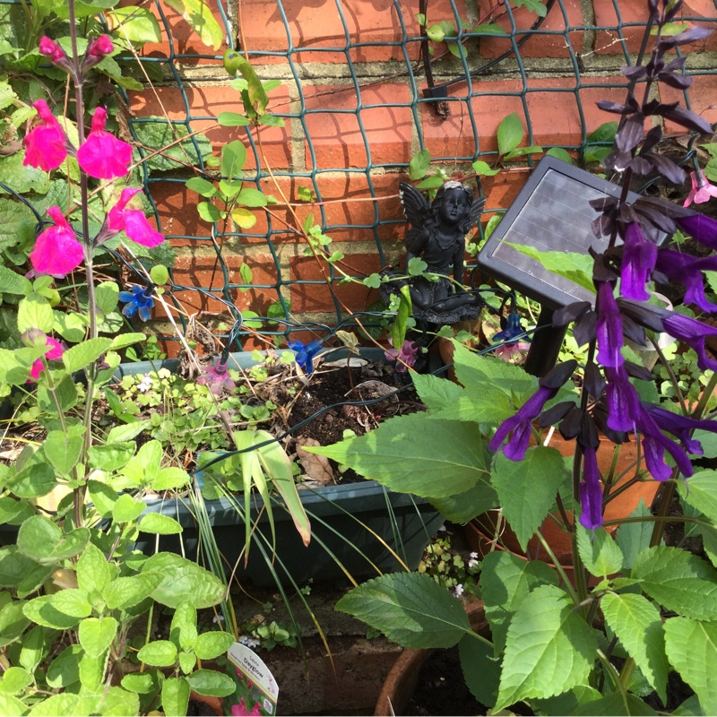 Hilary's garden