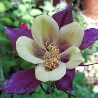 Hilary's garden