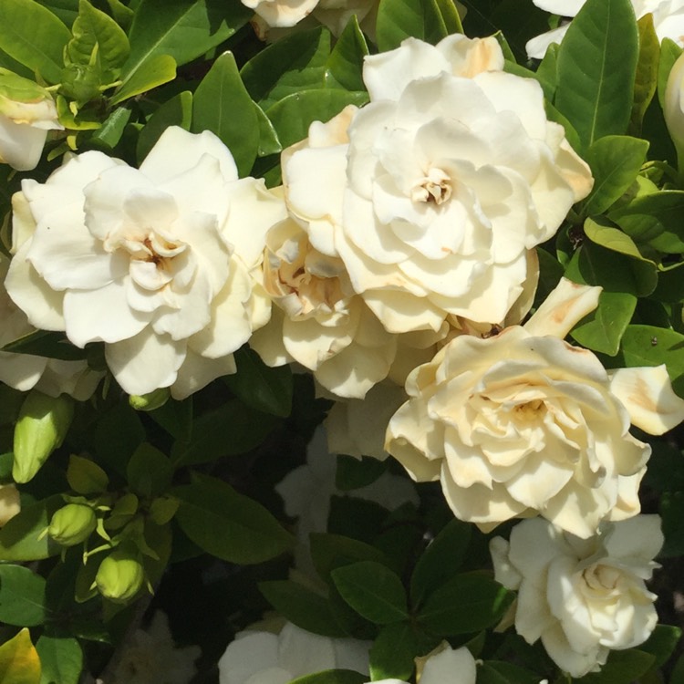 Plant image Gardenia augusta 'Florida'