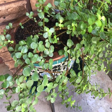 Senecio 'Traling Jade'
