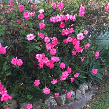 Debra's garden