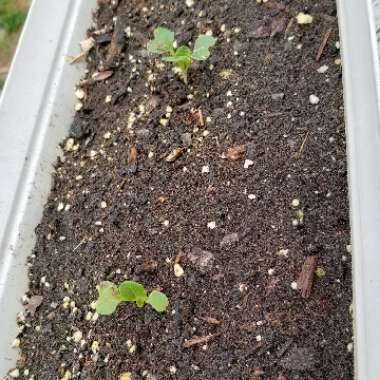 Brassica Rapa var Chinensis