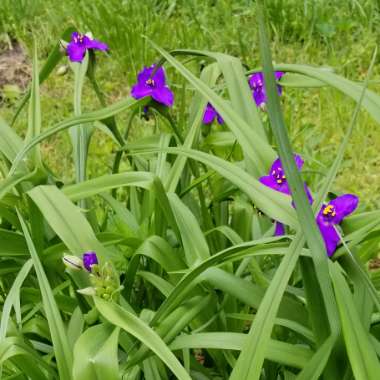 Tradescantia 'Outdoor plants'