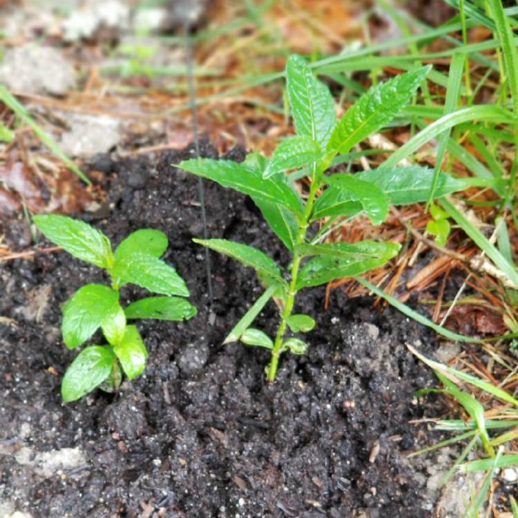 Plant image Chelone glabra