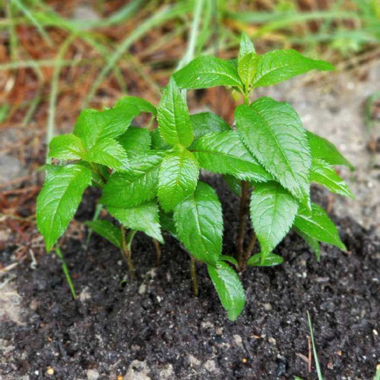 Plant image Chelone lyonii 'Hot Lips'