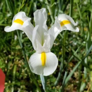 Iris x hollandica 'White Excelsior'