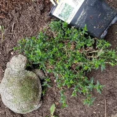 Lithodora diffusa 'Grace Ward' syn. Lithospermum prostratum 'Grace Ward'