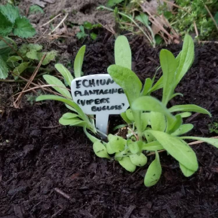 plant image 1027772