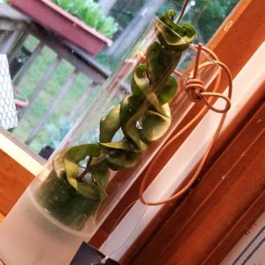 Hoya carnosa 'Compacta'