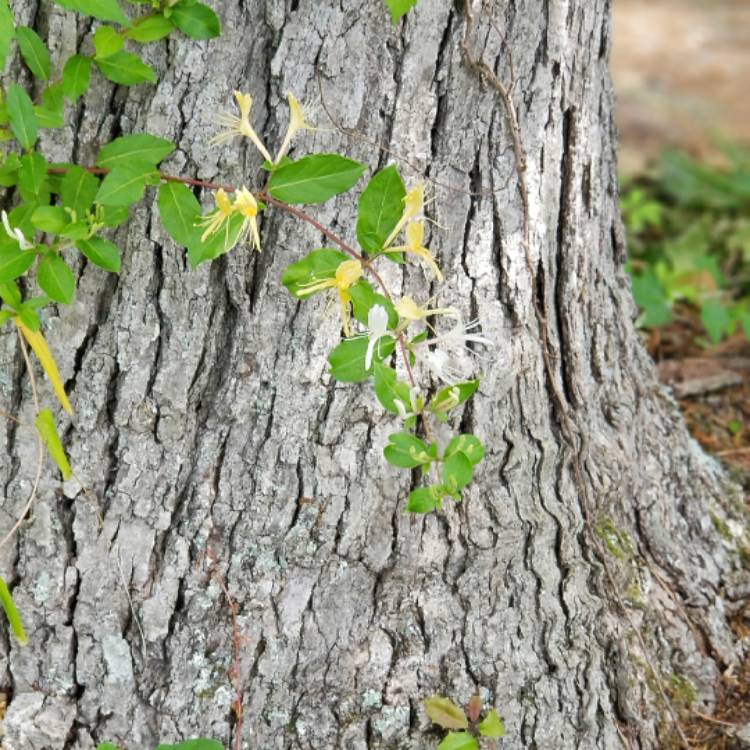 plant image 1045638