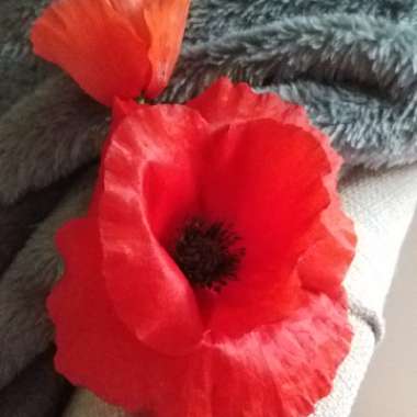 Papaver rhoeas
