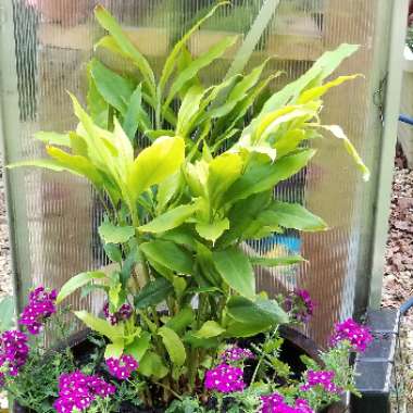 Elettaria cardamomum