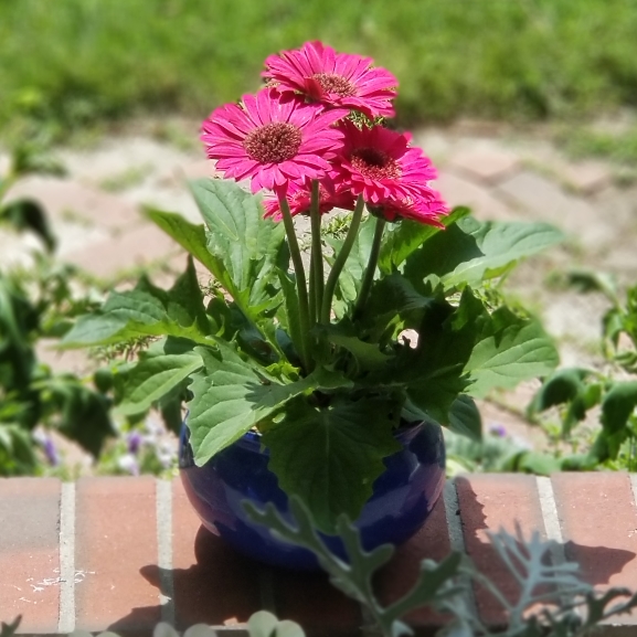plant image 1063439 plant image 1063439