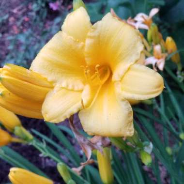 Hemerocallis 'Stella De Oro'