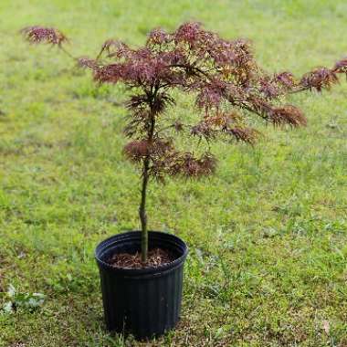 Acer palmatum 'Crimson Queen' (Dissectum Group) syn. Acer palmatum var. dissectum 'Crimson Queen'