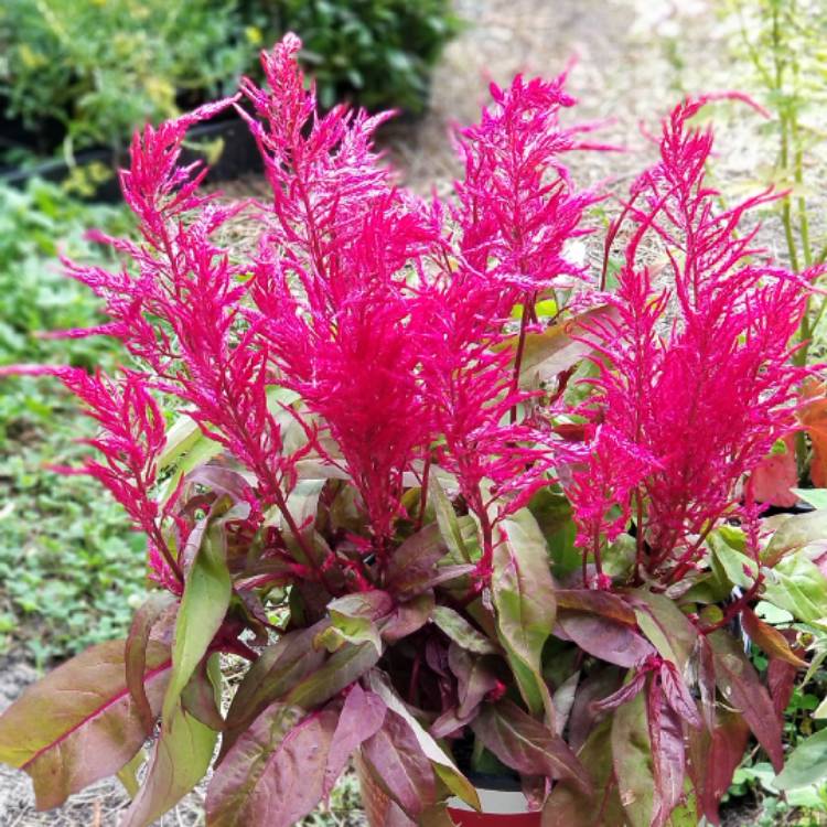 plant image 1077735