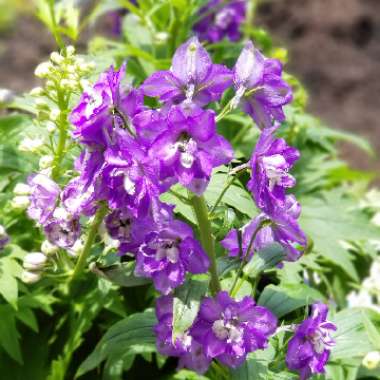 Delphinium