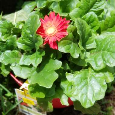 Gerbera