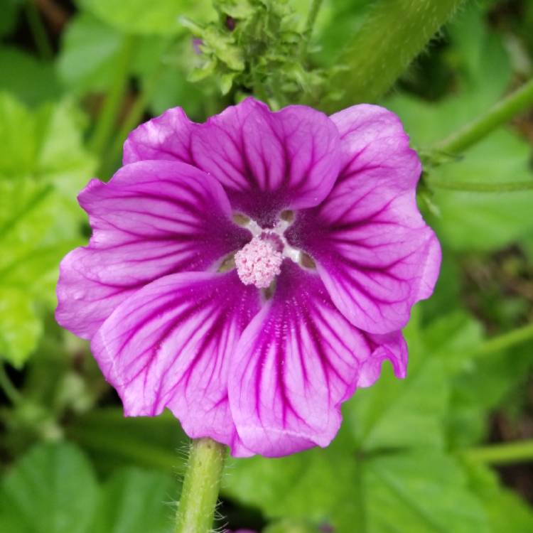 Plant image Malva Sylvestris 'Mystic Merlin'