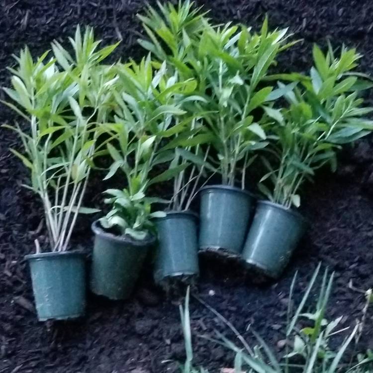 Plant image Physostegia virginiana 'Rosea'
