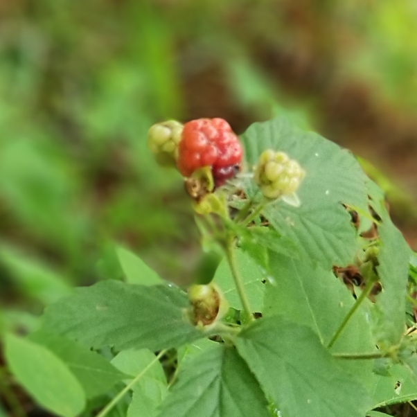 plant image 1084613