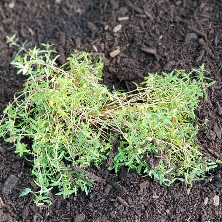 Plant image Arenaria Montana